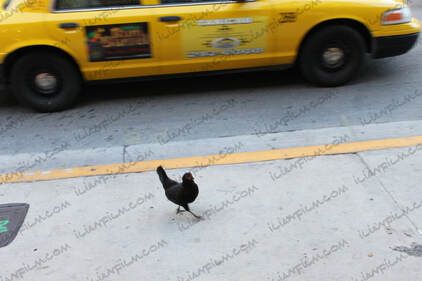 rooster on the street