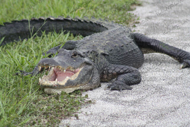 crocodile, aligator