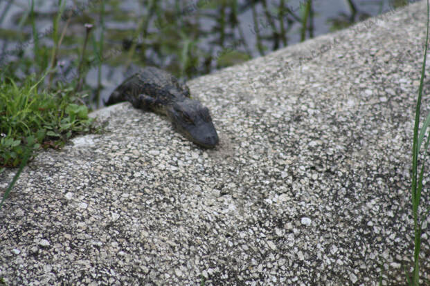 baby alligator 