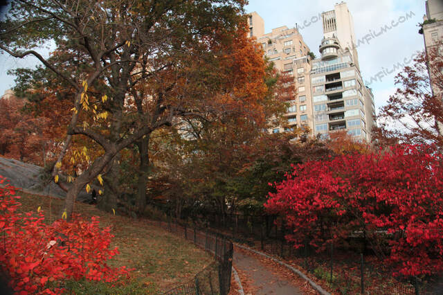 Fall in central park