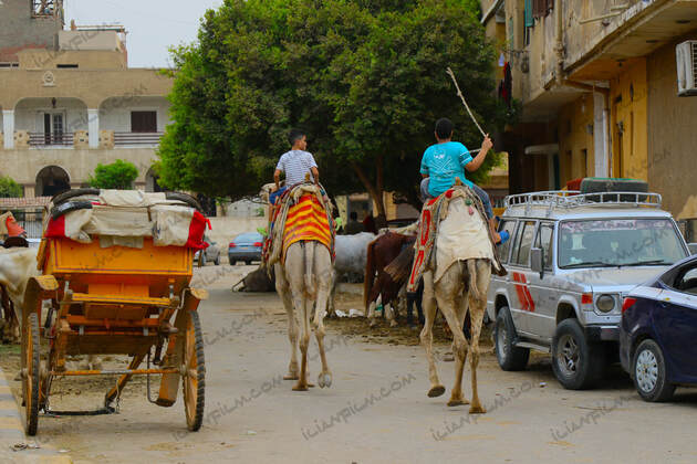 camels in Cairo, Egypt