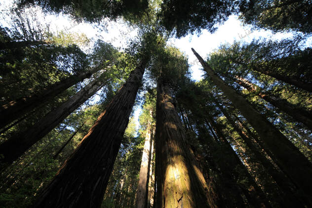 Redwoods national park, California
