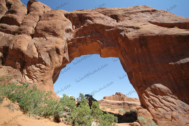 Pine tree arch in arches national park