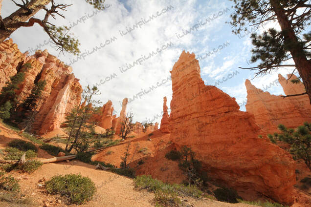 Queens Victoria in the Bryce canyon